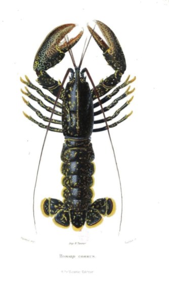 A French or French-Canadian lobster